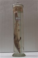 藏品(尖頭曲齒鮫)的圖片